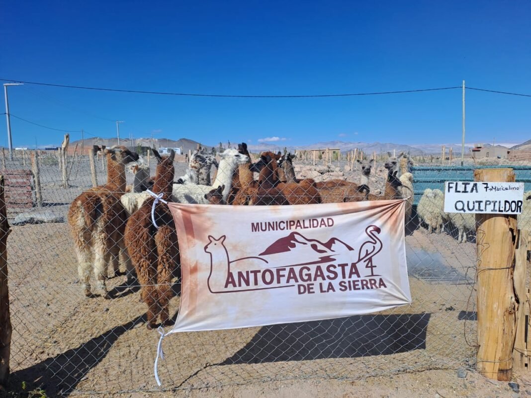 Municipalidad de antofagasta de la sierra