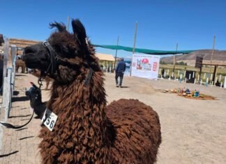Postales del día en de la Feria ganadera y artesanal de la Puna 2026